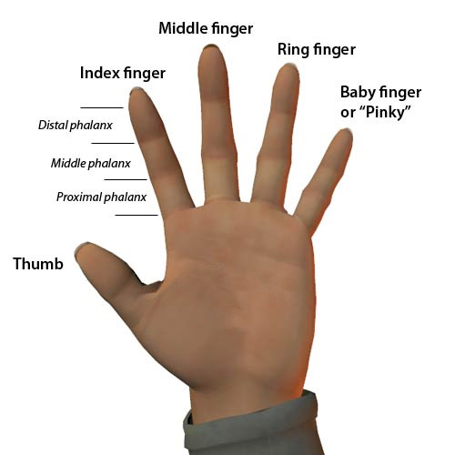 Index Finger Position â€”- Generally, fingers set evenly on a line ...