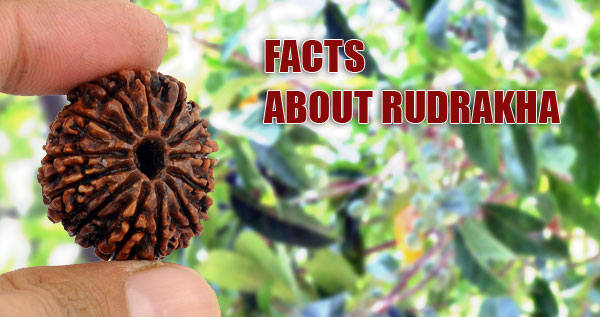 Facts about Rudrakhs