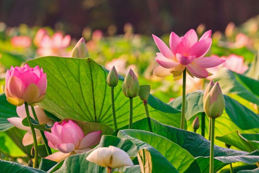 “Queen of Herbs & More”| तुलसी से पीपल तक: जानें ये 7 पवित्र पौधे और उनका आध्यात्मिक महत्व